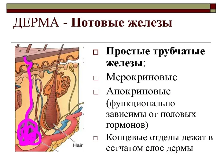 ДЕРМА - Потовые железы Простые трубчатые железы: Мерокриновые Апокриновые (функционально