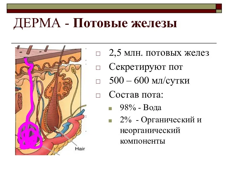 ДЕРМА - Потовые железы 2,5 млн. потовых желез Секретируют пот