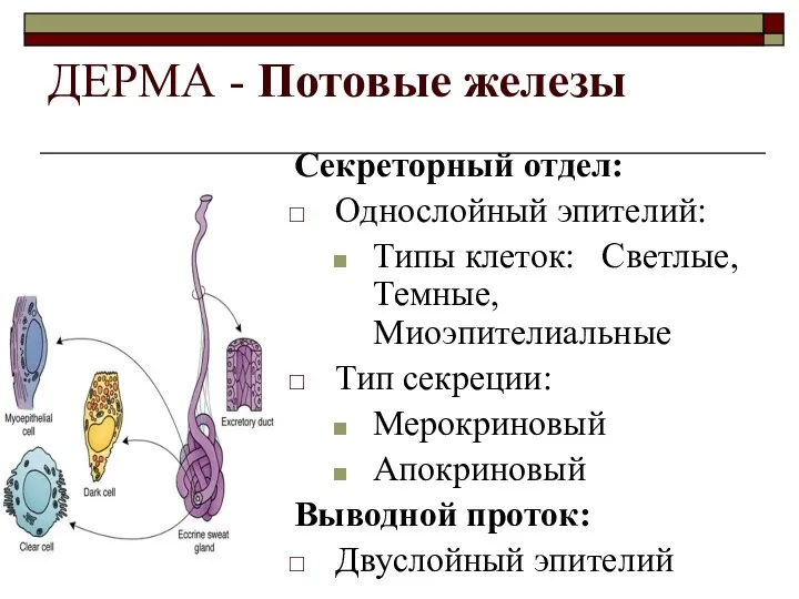 ДЕРМА - Потовые железы Секреторный отдел: Однослойный эпителий: Типы клеток: