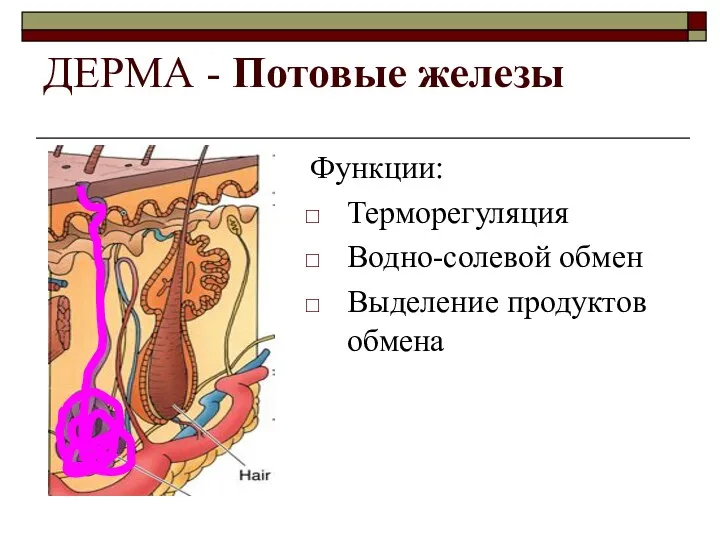 ДЕРМА - Потовые железы Функции: Терморегуляция Водно-солевой обмен Выделение продуктов обмена