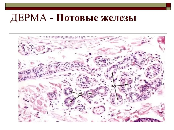 ДЕРМА - Потовые железы