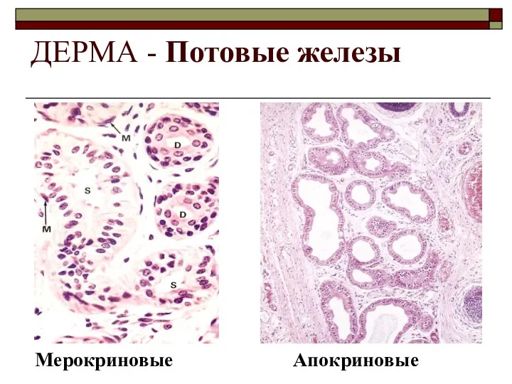 ДЕРМА - Потовые железы Мерокриновые Апокриновые