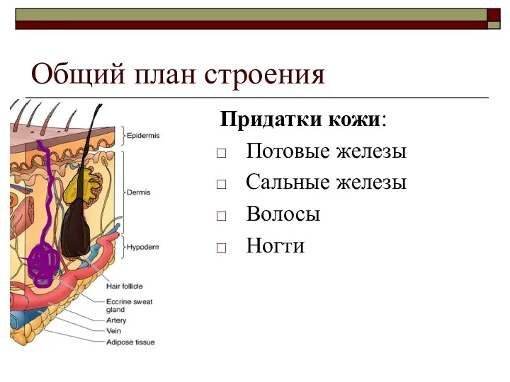 Общий план строения Придатки кожи: Потовые железы Сальные железы Волосы Ногти