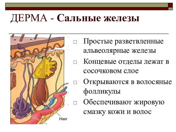 ДЕРМА - Сальные железы Простые разветвленные альвеолярные железы Концевые отделы