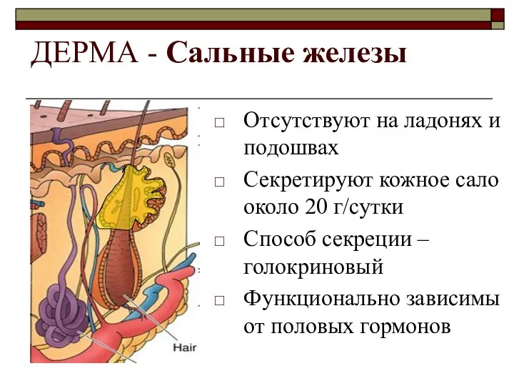 ДЕРМА - Сальные железы Отсутствуют на ладонях и подошвах Секретируют