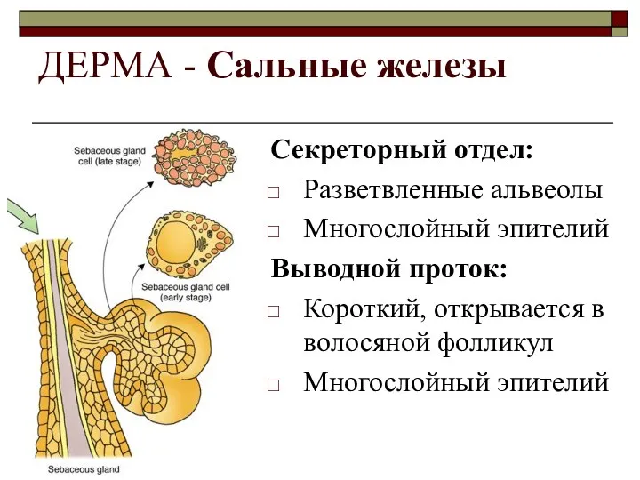 ДЕРМА - Сальные железы Секреторный отдел: Разветвленные альвеолы Многослойный эпителий