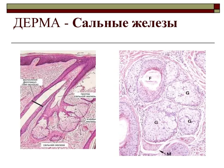 ДЕРМА - Сальные железы