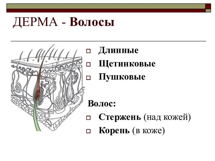 ДЕРМА - Волосы Длинные Щетинковые Пушковые Волос: Стержень (над кожей) Корень (в коже)