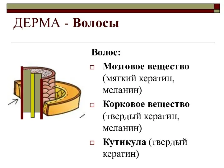 ДЕРМА - Волосы Волос: Мозговое вещество (мягкий кератин, меланин) Корковое