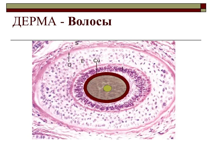 ДЕРМА - Волосы