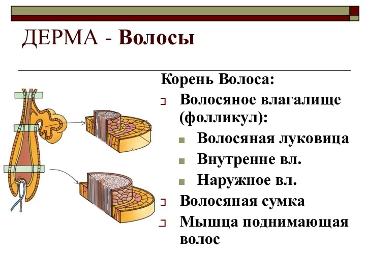 ДЕРМА - Волосы Корень Волоса: Волосяное влагалище (фолликул): Волосяная луковица