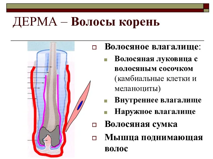 ДЕРМА – Волосы корень Волосяное влагалище: Волосяная луковица с волосяным