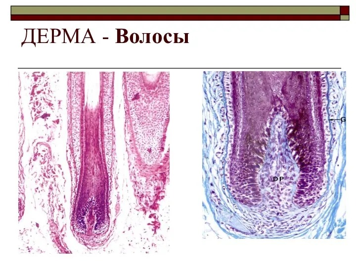 ДЕРМА - Волосы