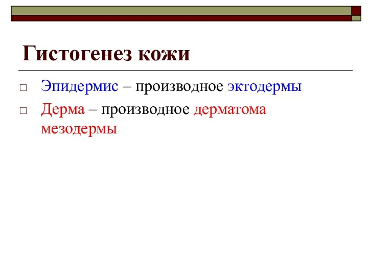 Гистогенез кожи Эпидермис – производное эктодермы Дерма – производное дерматома мезодермы