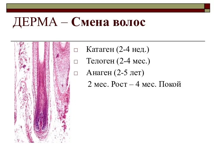 ДЕРМА – Смена волос Катаген (2-4 нед.) Телоген (2-4 мес.)