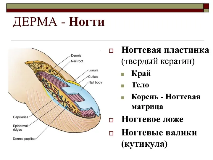 ДЕРМА - Ногти Ногтевая пластинка (твердый кератин) Край Тело Корень