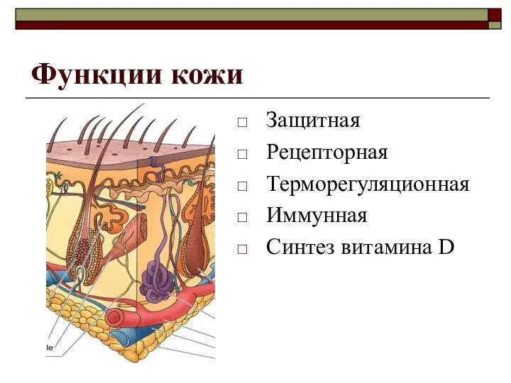 Функции кожи Защитная Рецепторная Терморегуляционная Иммунная Синтез витамина D