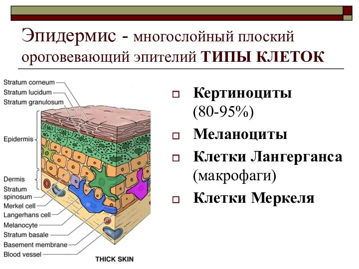 Эпидермис - многослойный плоский ороговевающий эпителий ТИПЫ КЛЕТОК Кертиноциты (80-95%) Меланоциты Клетки Лангерганса (макрофаги) Клетки Меркеля