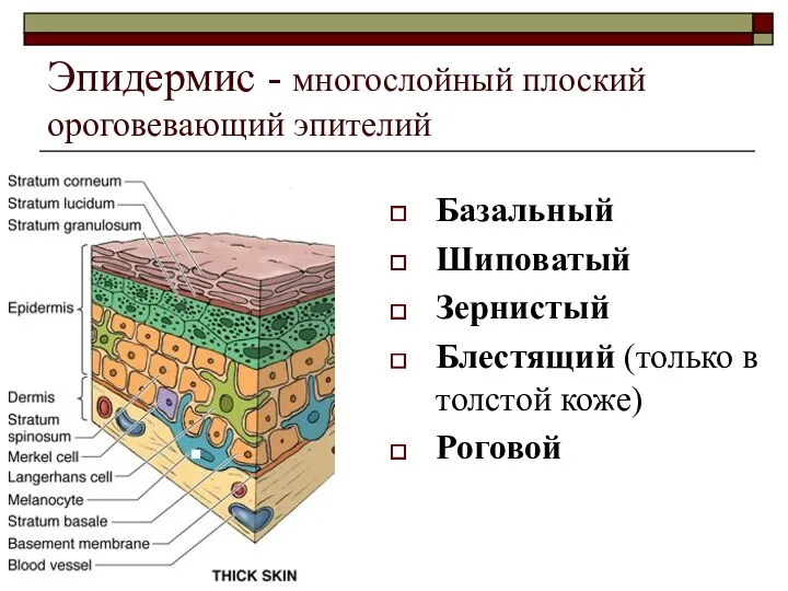 Эпидермис - многослойный плоский ороговевающий эпителий Базальный Шиповатый Зернистый Блестящий (только в толстой коже) Роговой