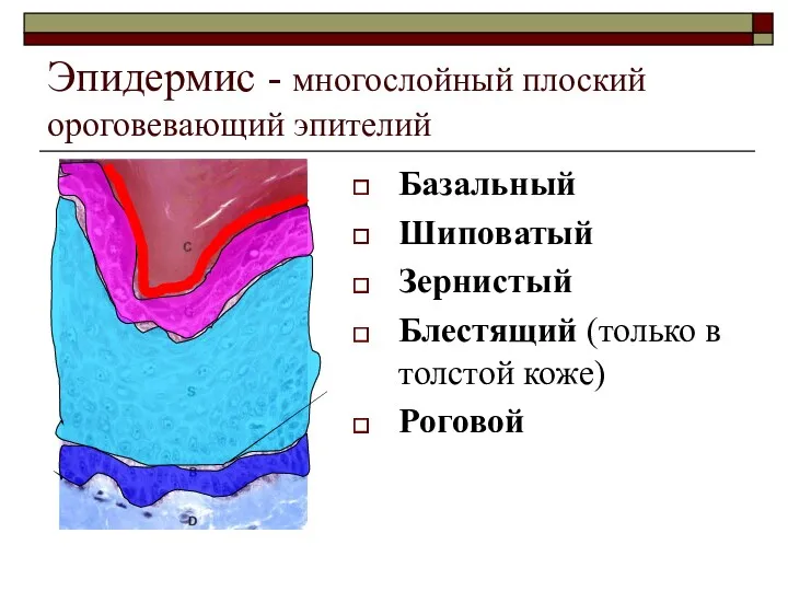 Эпидермис - многослойный плоский ороговевающий эпителий Базальный Шиповатый Зернистый Блестящий (только в толстой коже) Роговой