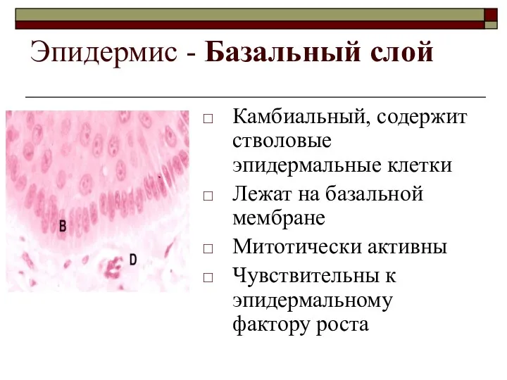 Эпидермис - Базальный слой Камбиальный, содержит стволовые эпидермальные клетки Лежат