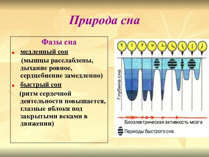 Природа сна Фазы сна медленный сон (мышцы расслаблены, дыхание ровное,