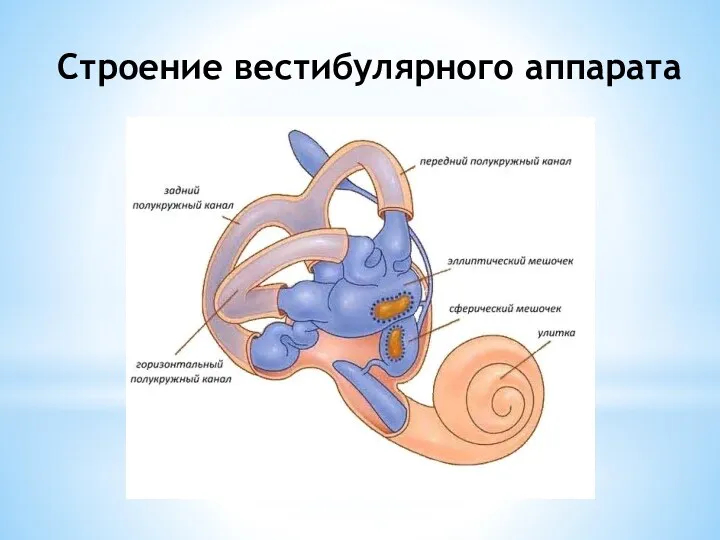 Строение вестибулярного аппарата