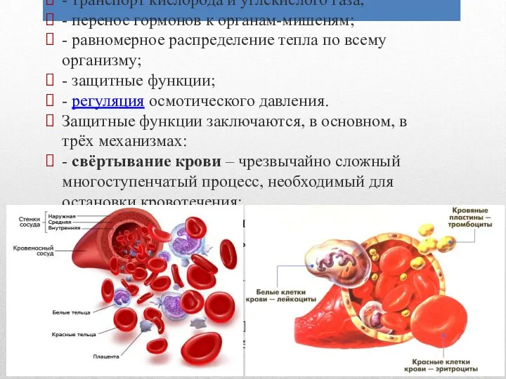 Основные функции крови: - перенос питательных веществ к различным органам