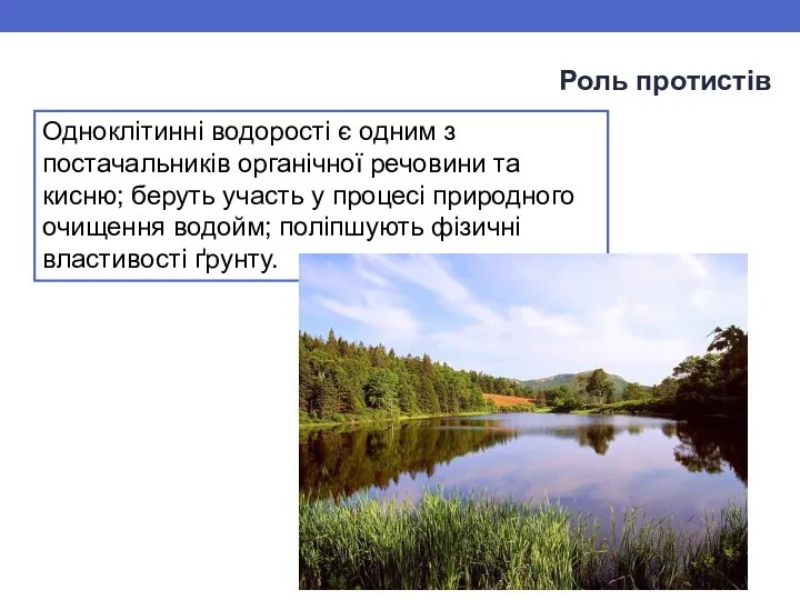 Роль протистів Одноклітинні водорості є одним з постачальників органічної речовини