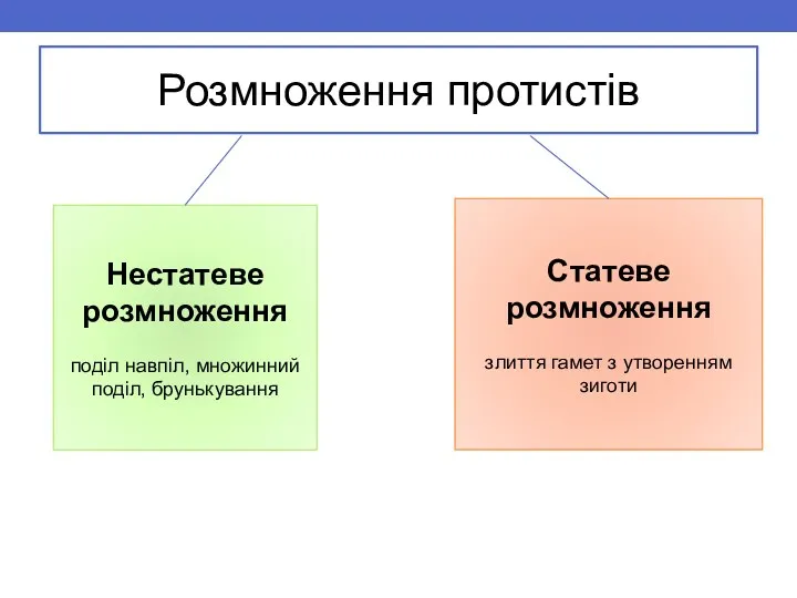 Розмноження протистів Нестатеве розмноження поділ навпіл, множинний поділ, брунькування Статеве розмноження злиття гамет з утворенням зиготи