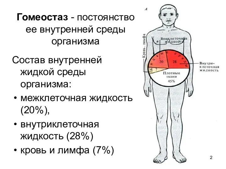 Гомеостаз - постоянство ее внутренней среды организма Состав внутренней жидкой