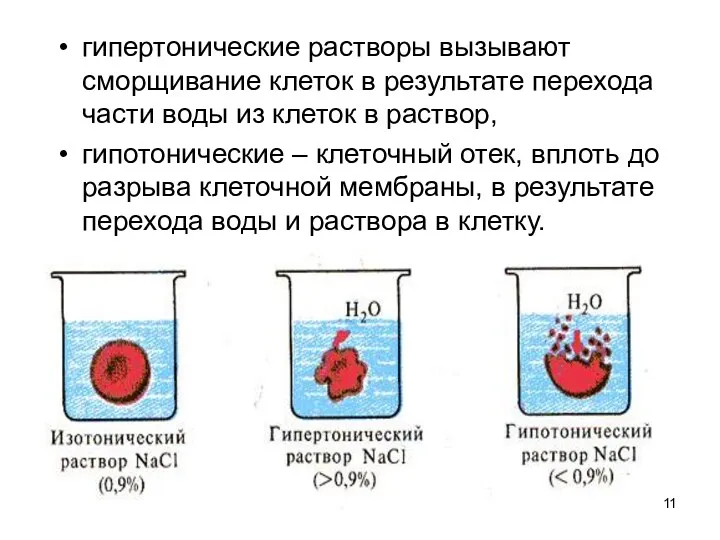 гипертонические растворы вызывают сморщивание клеток в результате перехода части воды