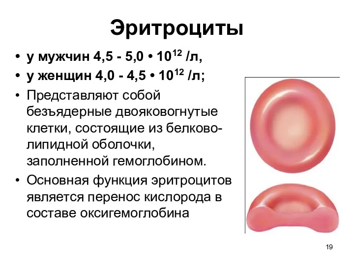 Эритроциты у мужчин 4,5 - 5,0 • 1012 /л, у