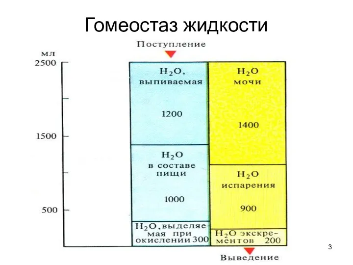 Гомеостаз жидкости