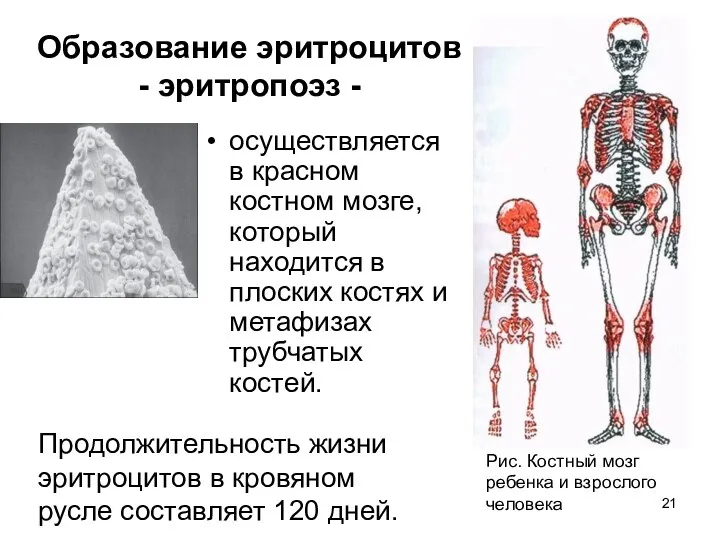 Образование эритроцитов - эритропоэз - осуществляется в красном костном мозге,