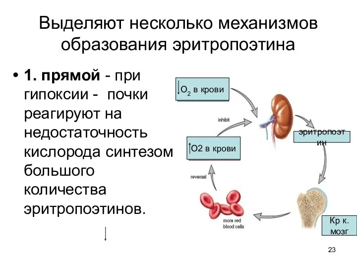 Выделяют несколько механизмов образования эритропоэтина 1. прямой - при гипоксии