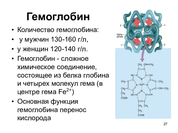 Гемоглобин Количество гемоглобина: у мужчин 130-160 г/л, у женщин 120-140