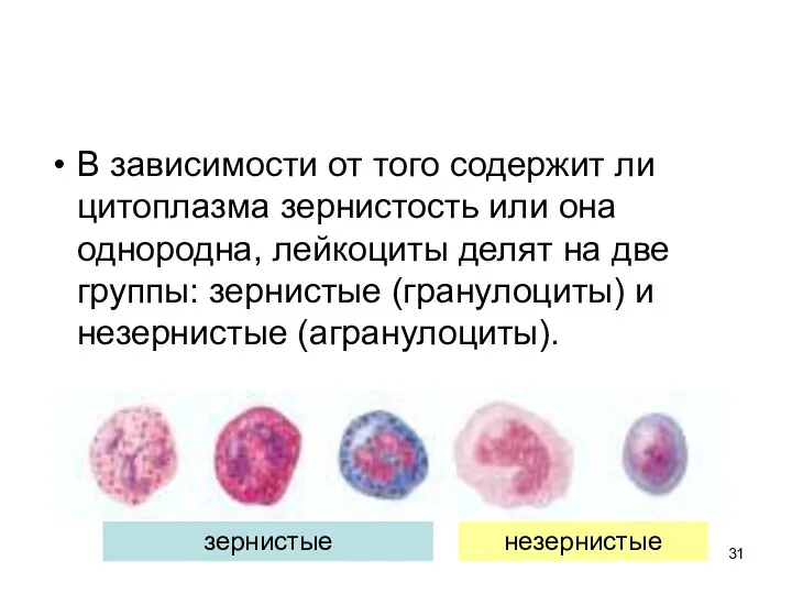 В зависимости от того содержит ли цитоплазма зернистость или она