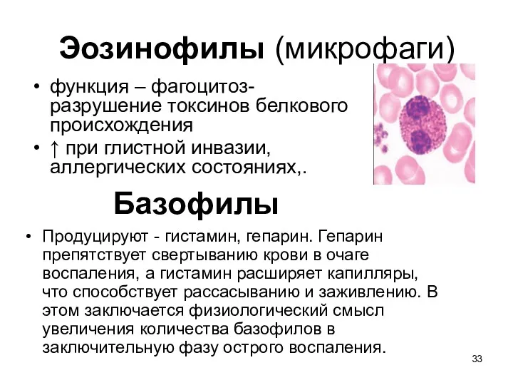 Эозинофилы (микрофаги) функция – фагоцитоз- разрушение токсинов белкового происхождения ↑