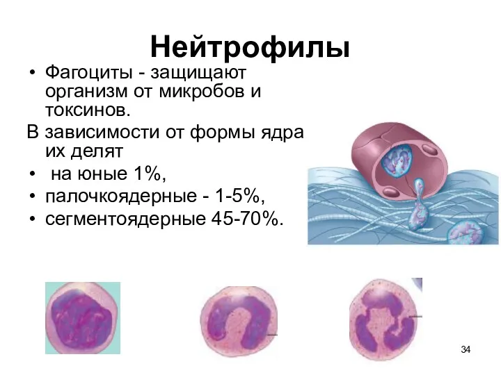 Нейтрофилы Фагоциты - защищают организм от микробов и токсинов. В