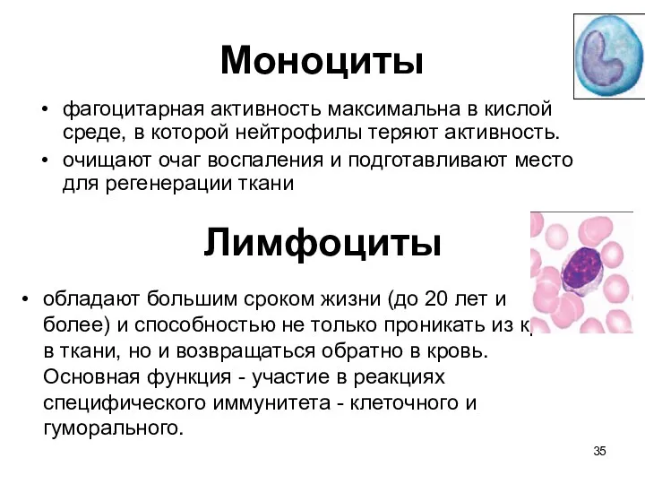 Моноциты фагоцитарная активность максимальна в кислой среде, в которой нейтрофилы