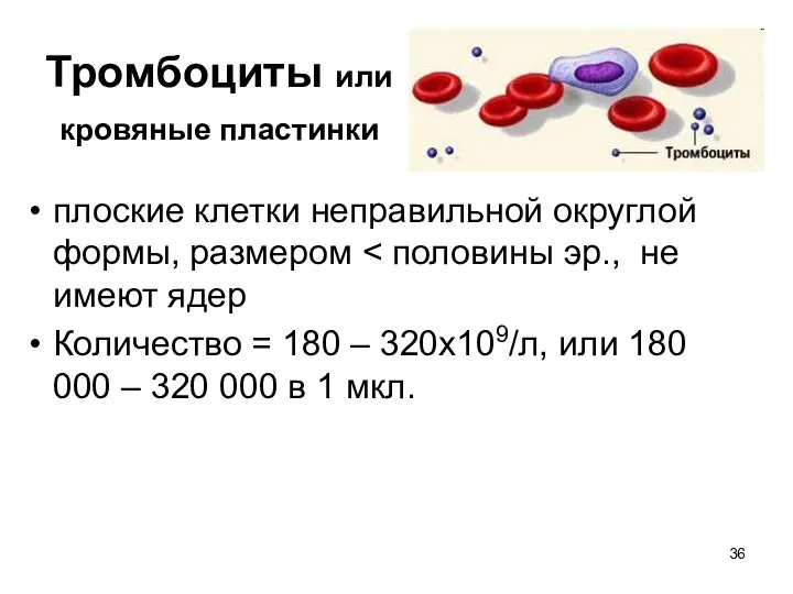 Тромбоциты или кровяные пластинки плоские клетки неправильной округлой формы, размером