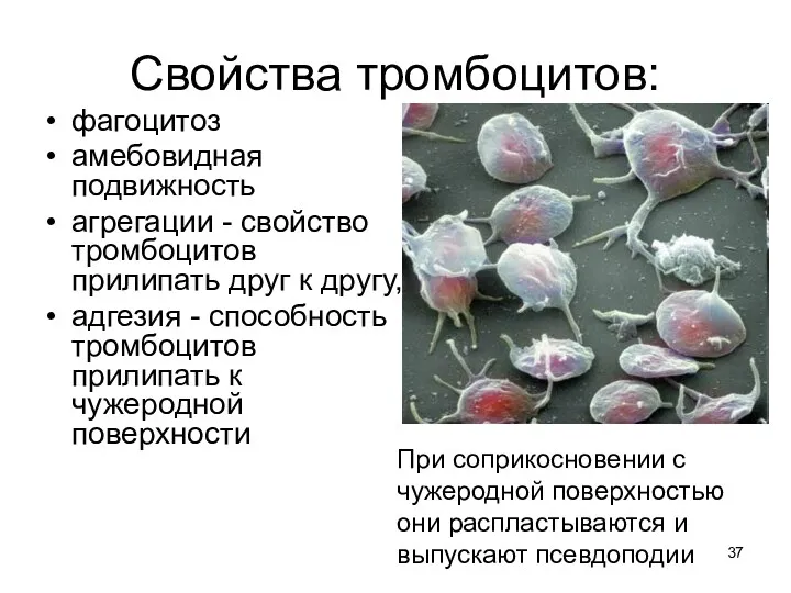 Свойства тромбоцитов: фагоцитоз амебовидная подвижность агрегации - свойство тромбоцитов прилипать