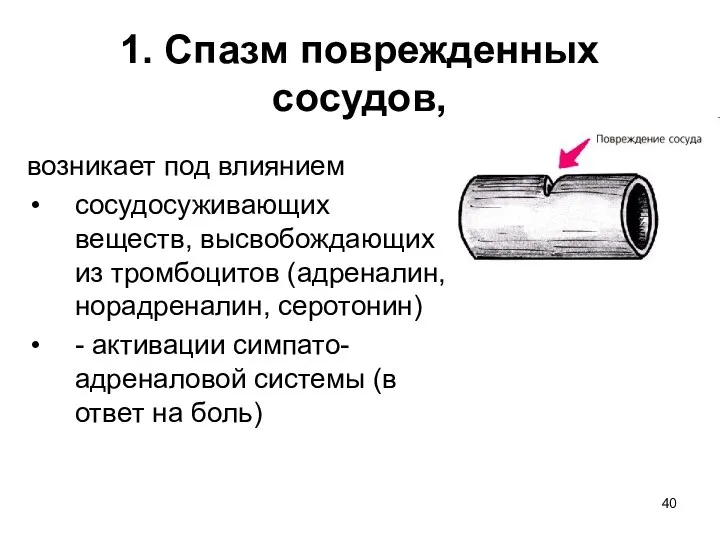 1. Спазм поврежденных сосудов, возникает под влиянием сосудосуживающих веществ, высвобождающих