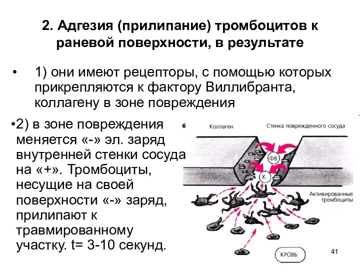 2. Адгезия (прилипание) тромбоцитов к раневой поверхности, в результате 1)