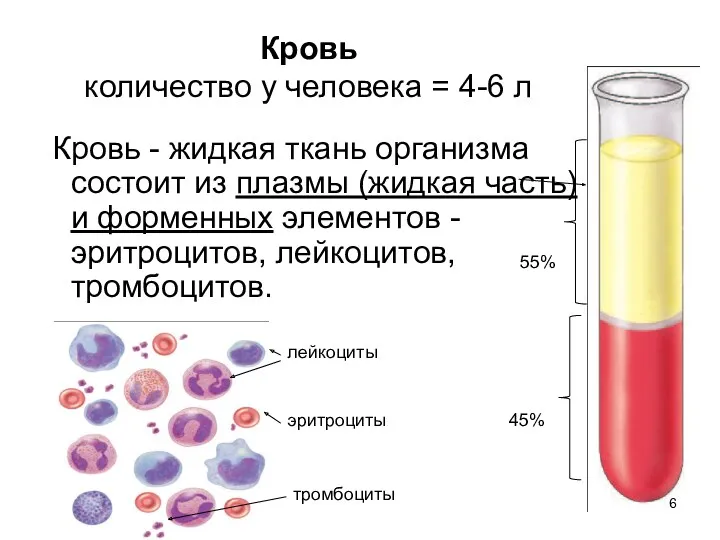 Кровь количество у человека = 4-6 л Кровь - жидкая