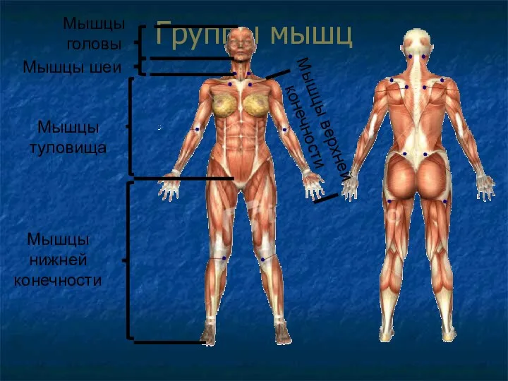 Группы мышц Мышцы головы Мышцы шеи Мышцы туловища Мышцы верхней конечности Мышцы нижней конечности
