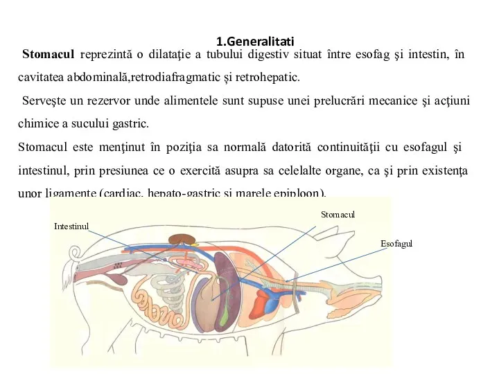 Stomacul reprezintă o dilataţie a tubului digestiv situat între esofag