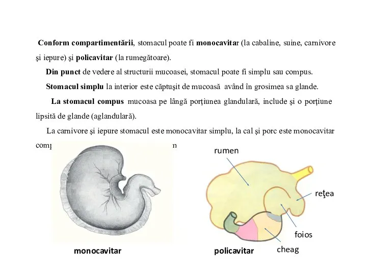 Conform compartimentării, stomacul poate fi monocavitar (la cabaline, suine, carnivore