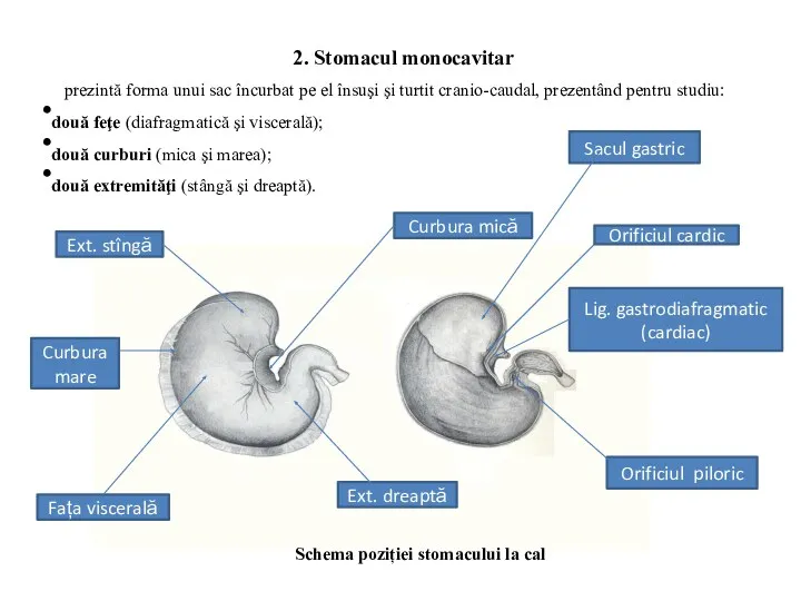 Schema poziției stomacului la cal 2. Stomacul monocavitar prezintă forma